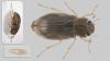 Helophorus sp.